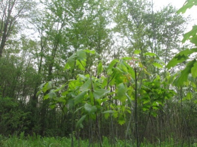 Oaks ready to plant